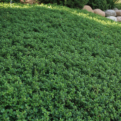 Spreading Evergreen Seeds for Planting – Ground Cover for Erosion Control & Landscaping