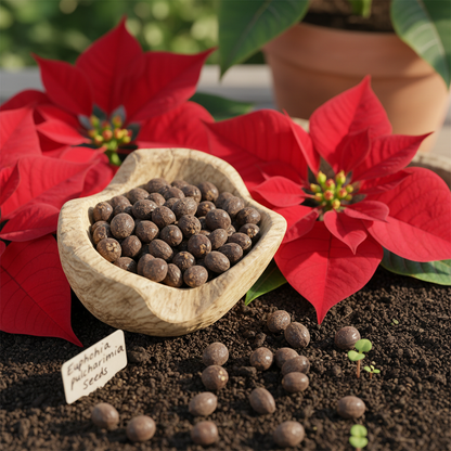 Euphorbia Pulcherrima Flower Seeds – Poinsettia for Planting