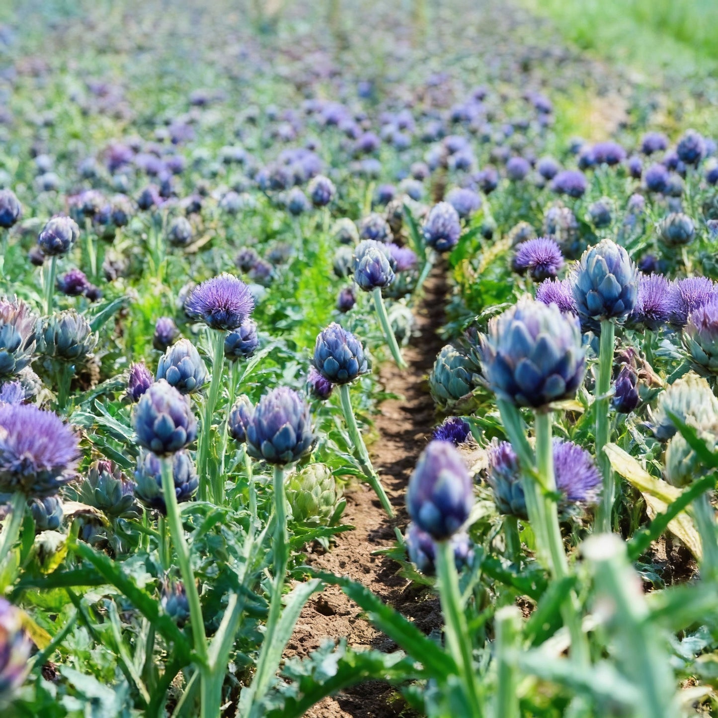 Artichoke Cardoon Seeds Premium Vegetable Seeds for Gardening