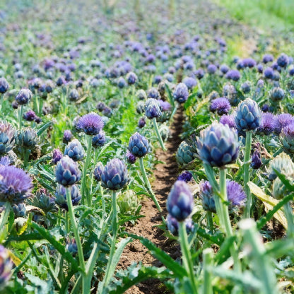 Artichoke Cardoon Seeds Premium Vegetable Seeds for Gardening