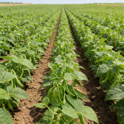 Dolichos Broad Variety Seeds for Gardening