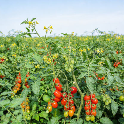 Roma VF Tomato Seeds for Planting – Disease-Resistant Paste Tomato