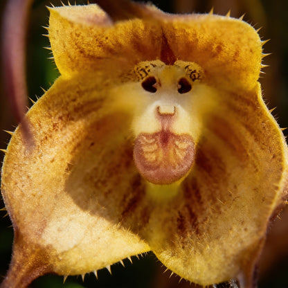 Monkey Face Orchid Seeds (Dracula simia) – Rare Exotic Perennial Orchid