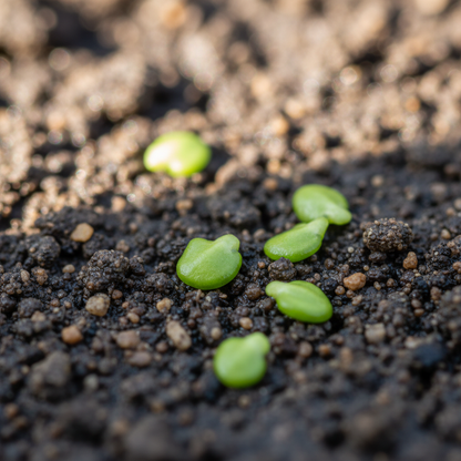 Rat-Tailed Radish Seeds – Long, Crunchy Roots for Home & Kitchen Gardens