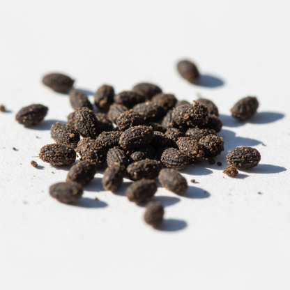 Penstemon Barbatus Cambridge Mixture Seeds – Vibrant and Beautiful Penstemon Flowers