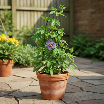 Passiflora Incarnata Seeds for Planting – Purple Passion Flower (Maypop)