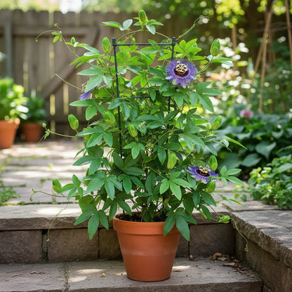 Passiflora Incarnata Seeds for Planting – Purple Passion Flower (Maypop)