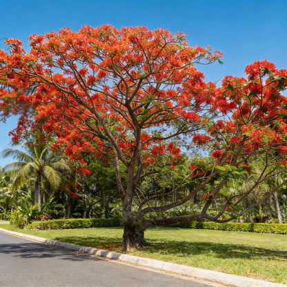 Flamboyant Flame Tree Seeds (Delonix regia) | Royal Red Flowering Tree