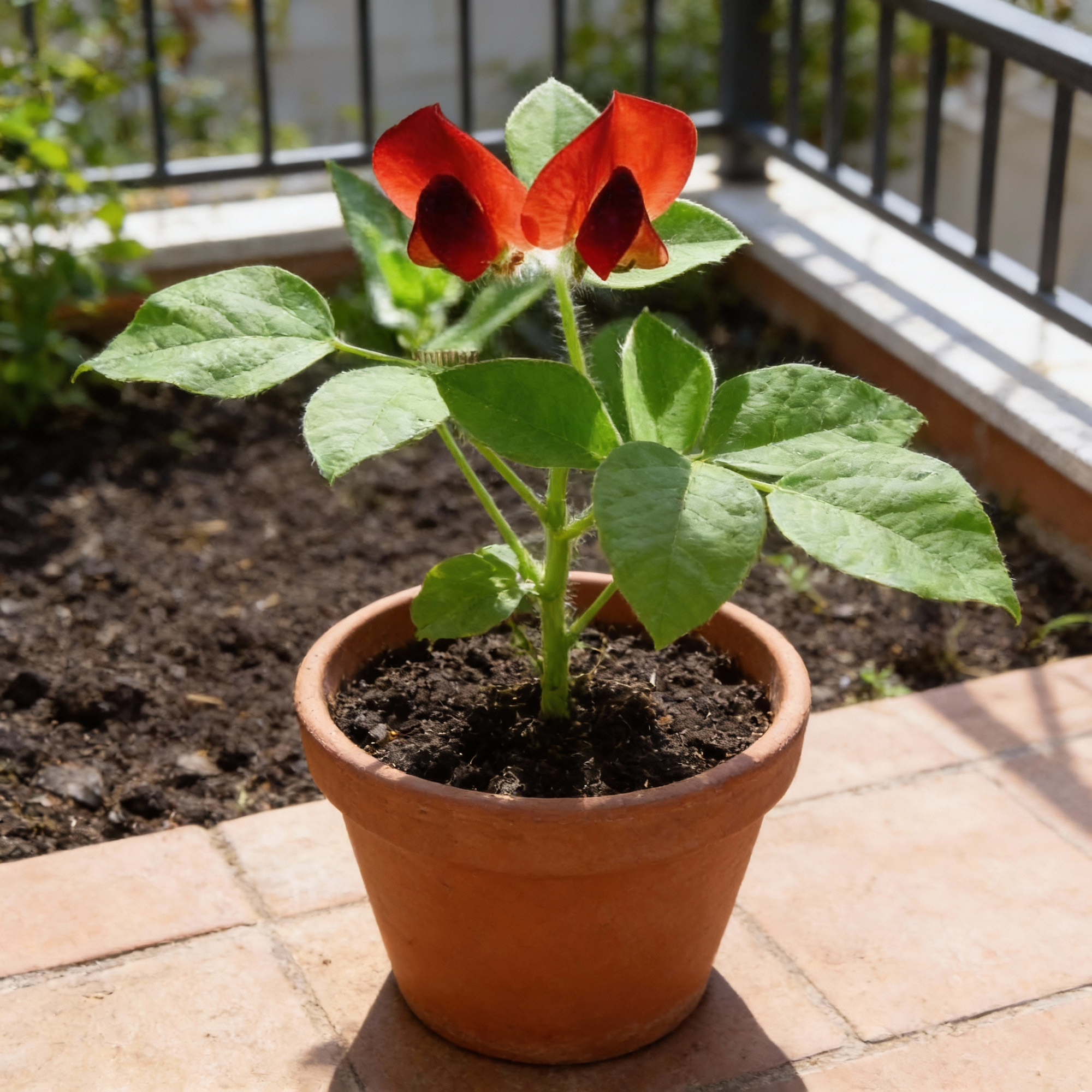 asparagus-pea-seeds-for-planting-premium-quality-seeds-for-home-gardeners