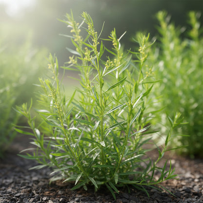 French Tarragon Seeds – Aromatic Perennial Culinary Herb