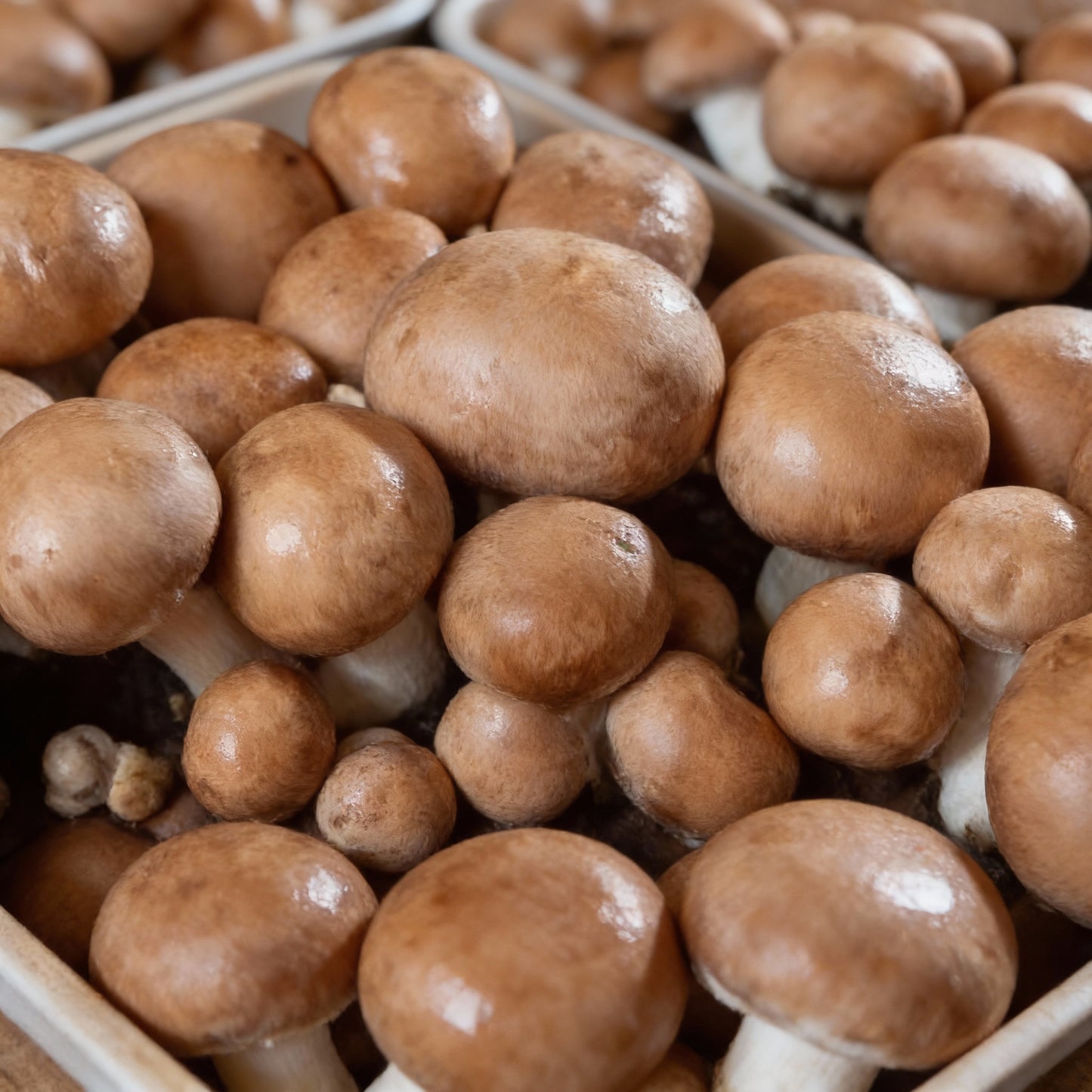 Brown Button Mushroom Seeds for Planting – Home Cultivation