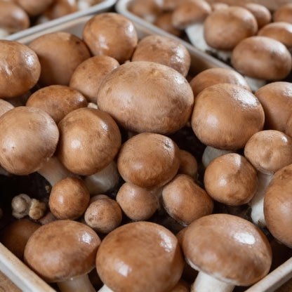 Brown Button Mushroom Seeds for Planting – Home Cultivation