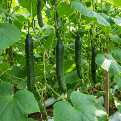 Cucumber Carmen F1 Seeds for Planting
