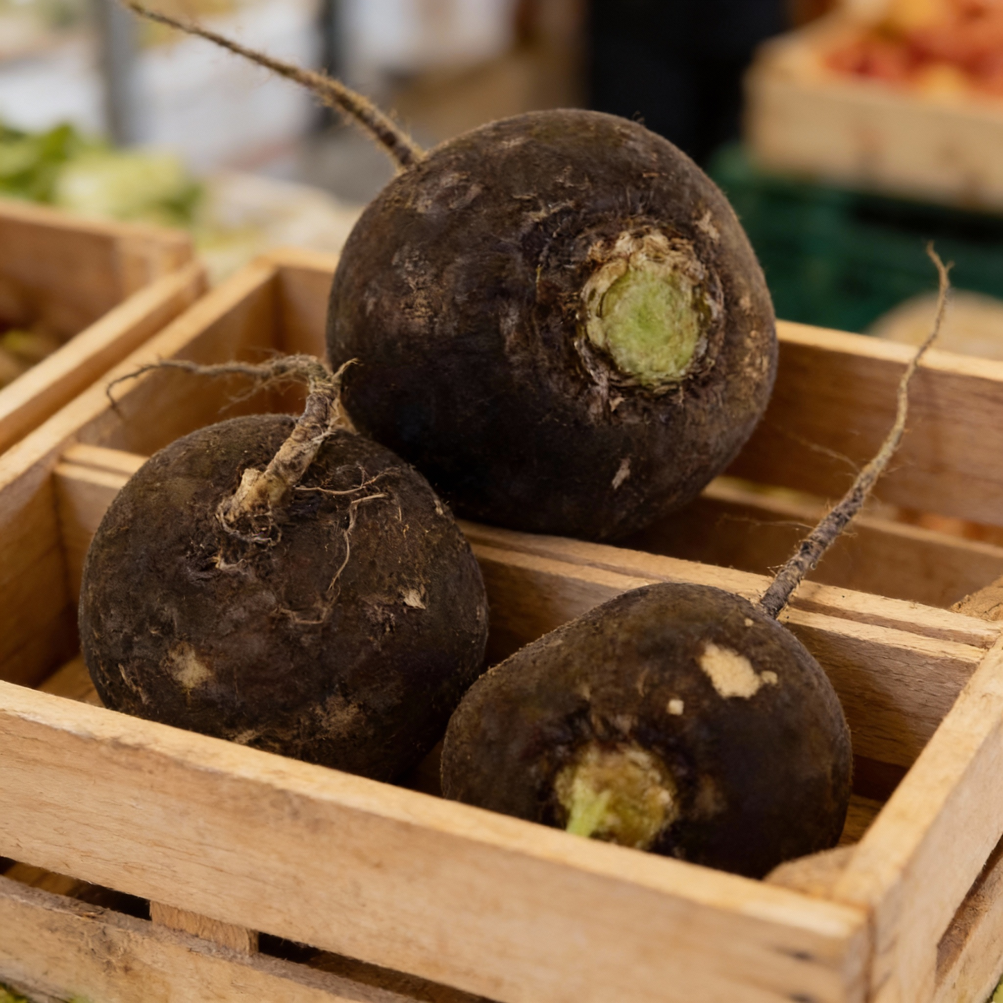 Radish Black Round Seeds for Optimal Vegetable Planting and Gardening