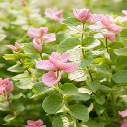 Salvia Say So Rose Flower Seeds for Garden Planting