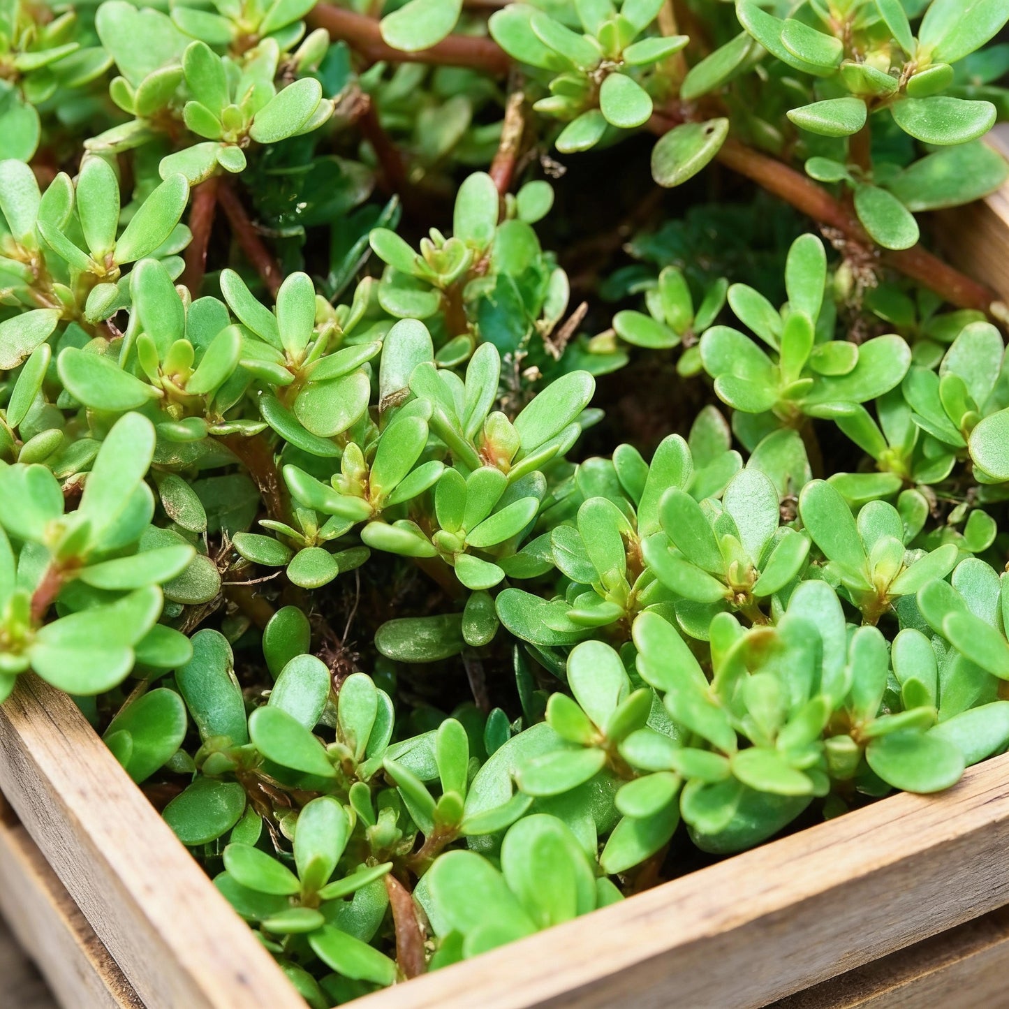 Golden Purslane Seeds for Planting – Heirloom Plant Seeds
