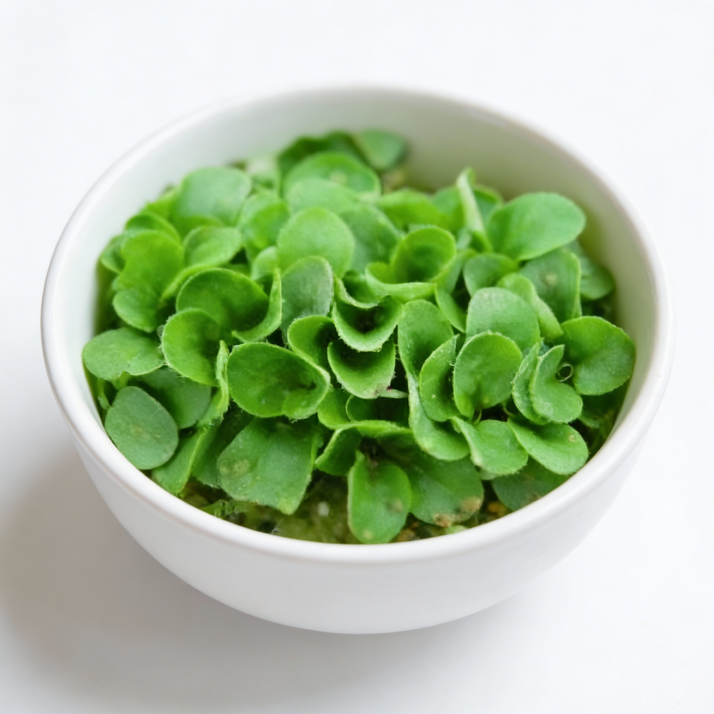 Lambs Lettuce Verte De Cambrai Seeds for Planting – Salad Green Seeds