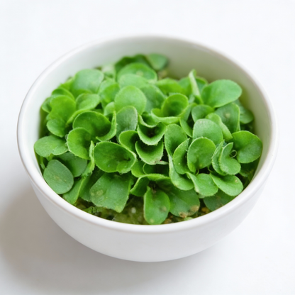 Lambs Lettuce Verte De Cambrai Seeds for Planting – Salad Green Seeds