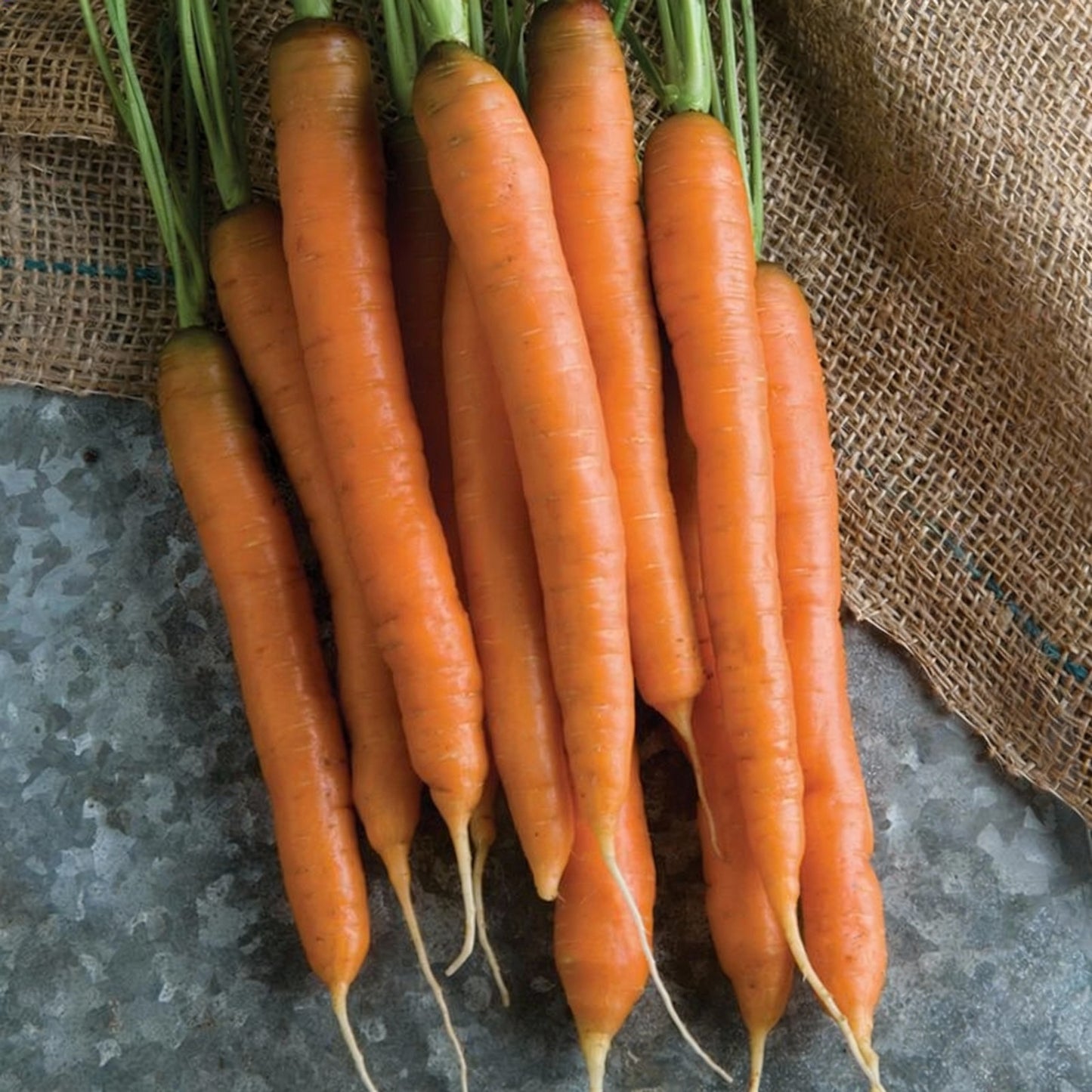 Nelson Carrot Seeds – Premium Hybrid Sweet & Crisp Fast-Growing Carrot Seeds