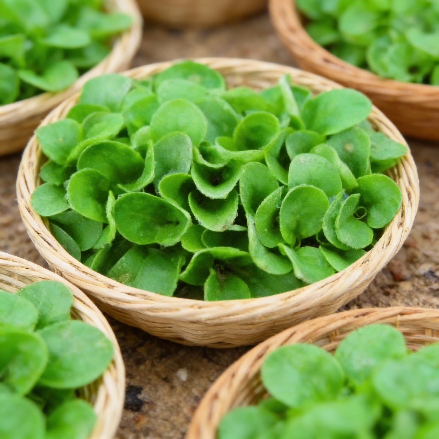 Lambs Lettuce Verte De Cambrai Seeds for Planting – Salad Green Seeds