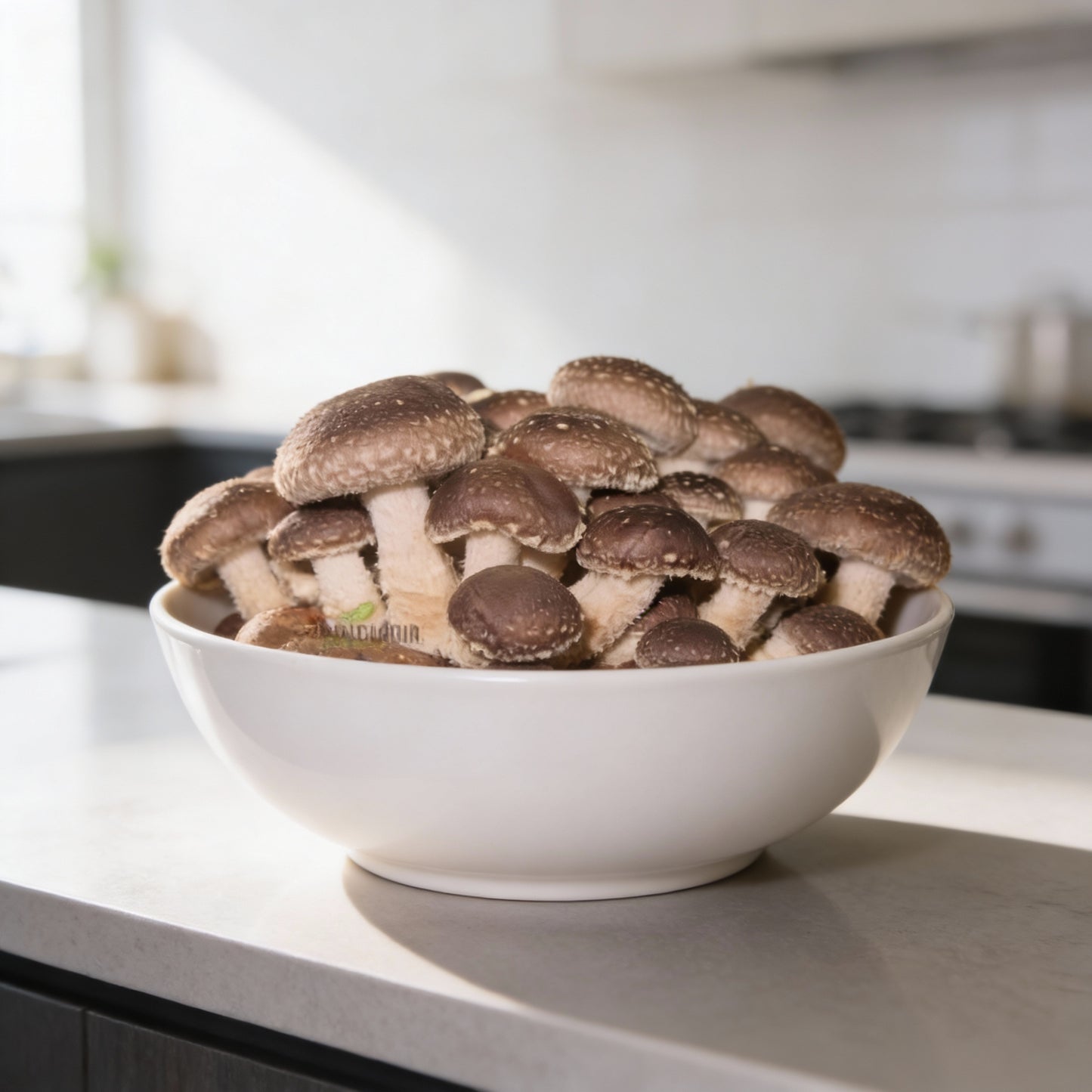 Shiitake Mushroom Vegetable Seeds for Planting – Bountiful Harvest