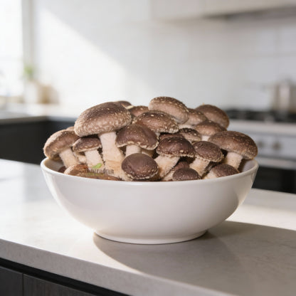 Shiitake Mushroom Vegetable Seeds for Planting – Bountiful Harvest