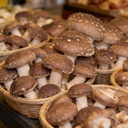 Shiitake Mushroom Vegetable Seeds for Planting – Bountiful Harvest