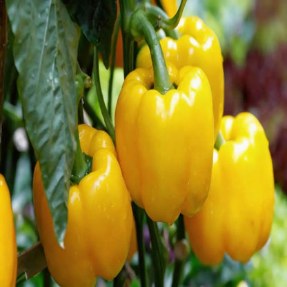 Yellow Sweet Pepper Seeds – Bright, Crunchy & Mild-Flavoured Peppers