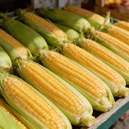 Organic Corn Seeds for Planting – High Yield Sweet Corn Seeds