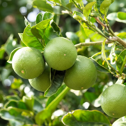 Key Lime Tree Seeds for Planting - Citrus aurantifolia