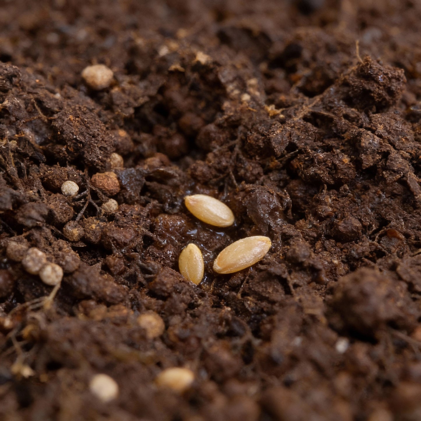 Tomato Totem Seeds for Planting