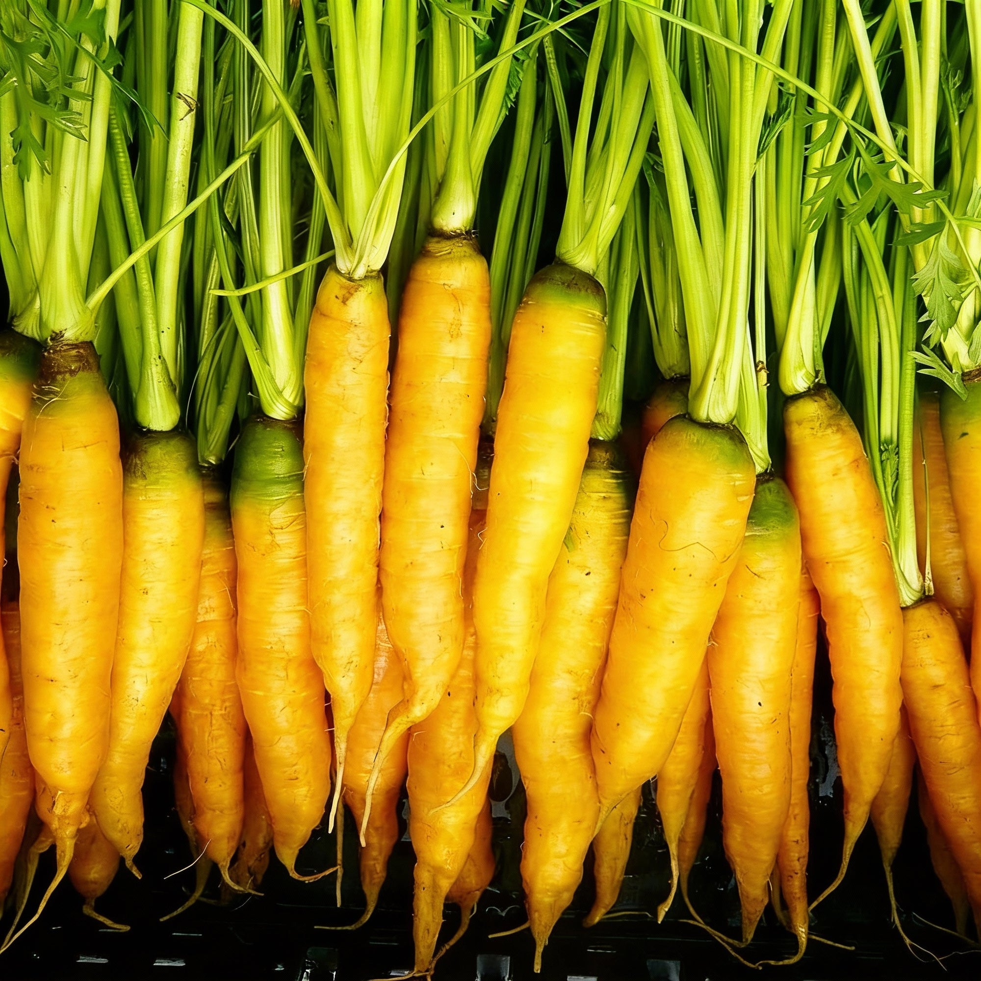 yellowstone-carrot-seeds-sweet-yellow-roots-for-nutritious-home-gardening