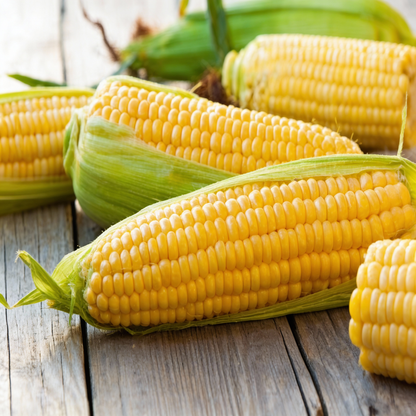 Hybrid Baby Corn Seeds for Planting – Sweet Tender Corn