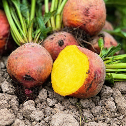 Burpee’s Golden Beetroot Seeds – Premium Organic Heirloom Variety