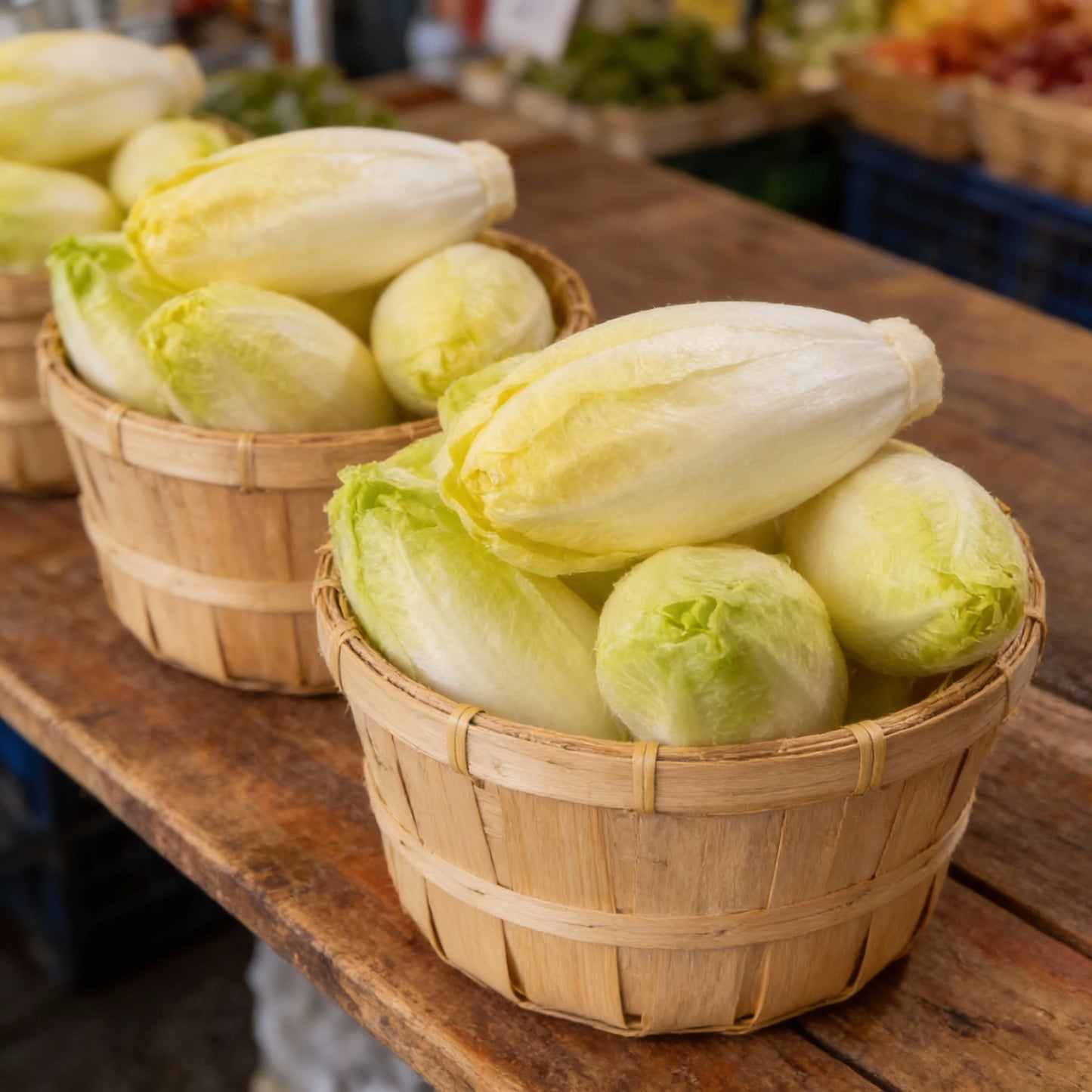 Chicory Brussels Witloof Seeds for Planting – Heirloom Non GMO Vegetable Seeds for Home Gardening