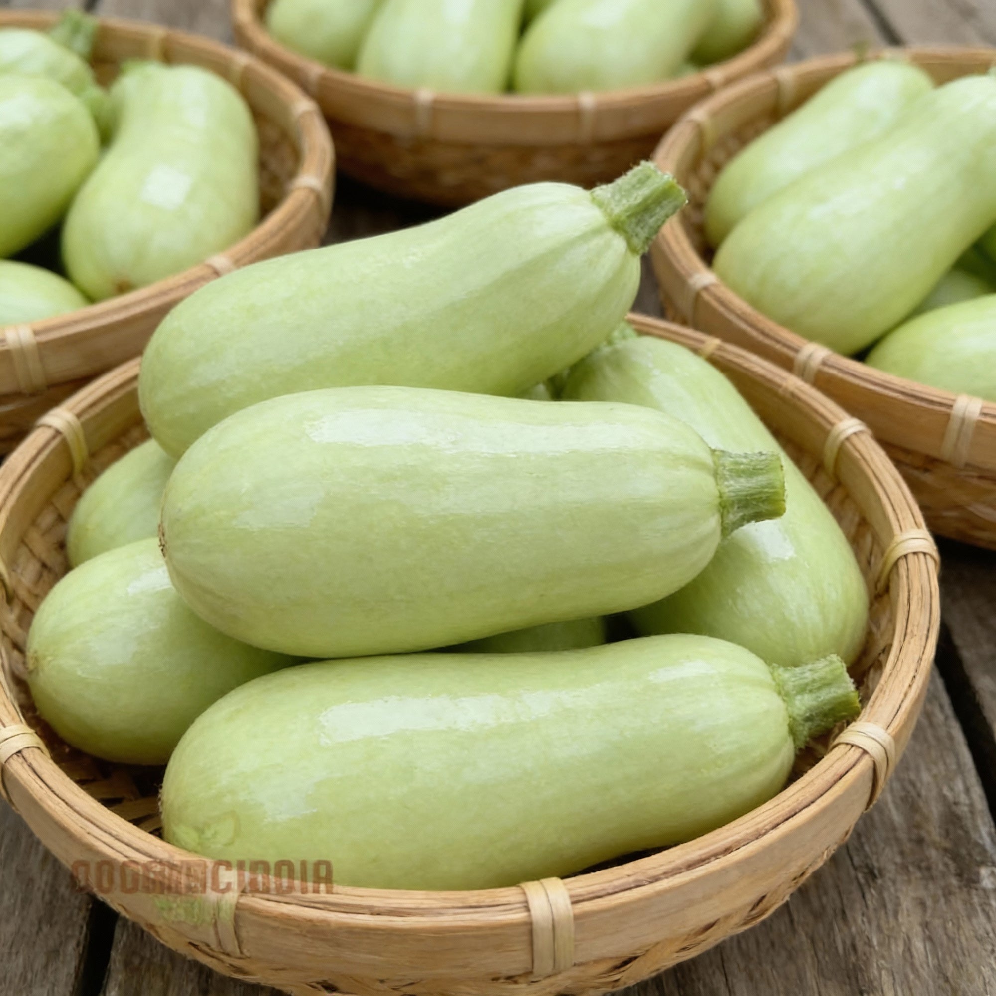 zucchini-grey-lebanese-seeds-for-planting-gardening-seeds