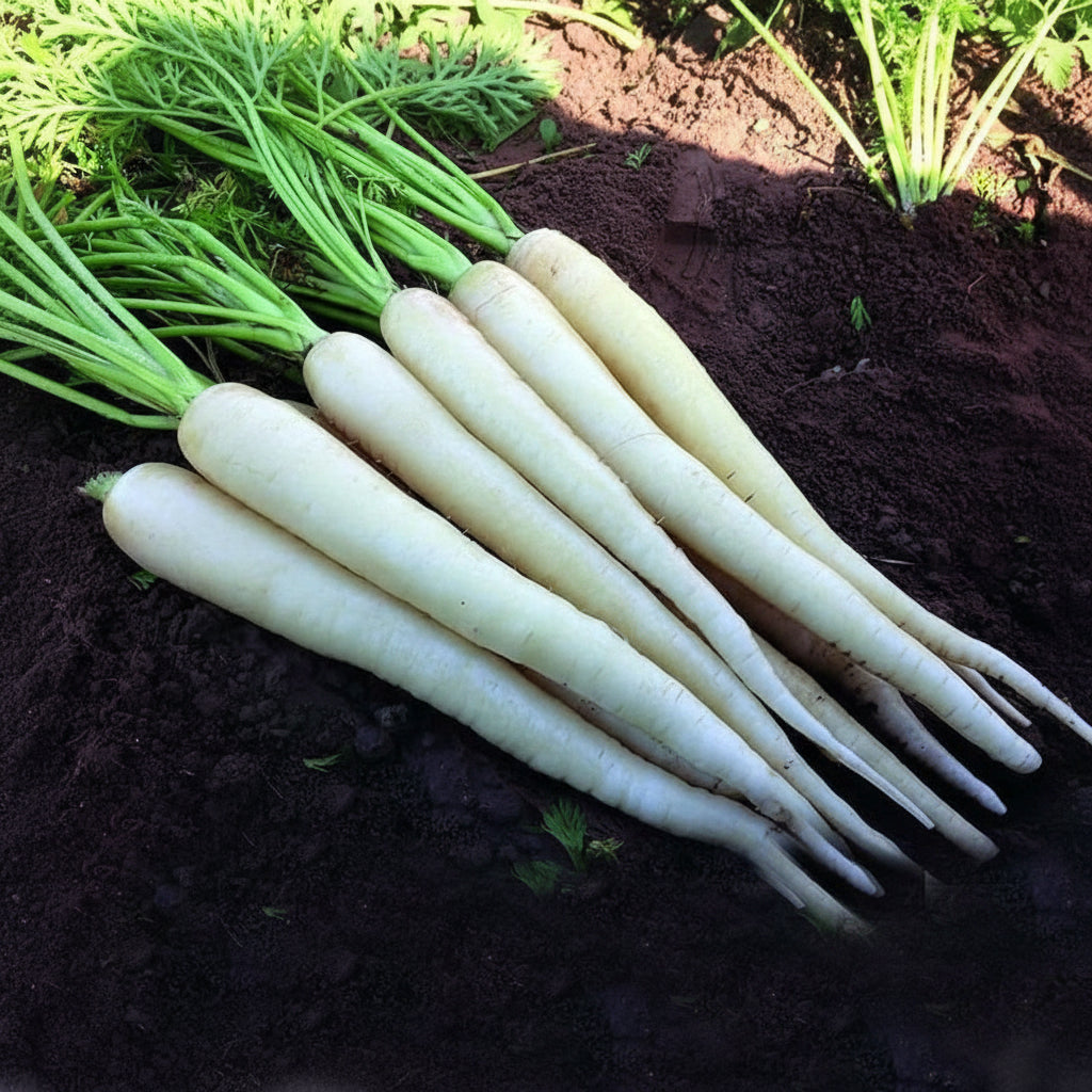 lunar-white-carrot-seeds-heirloom-sweet-crisp