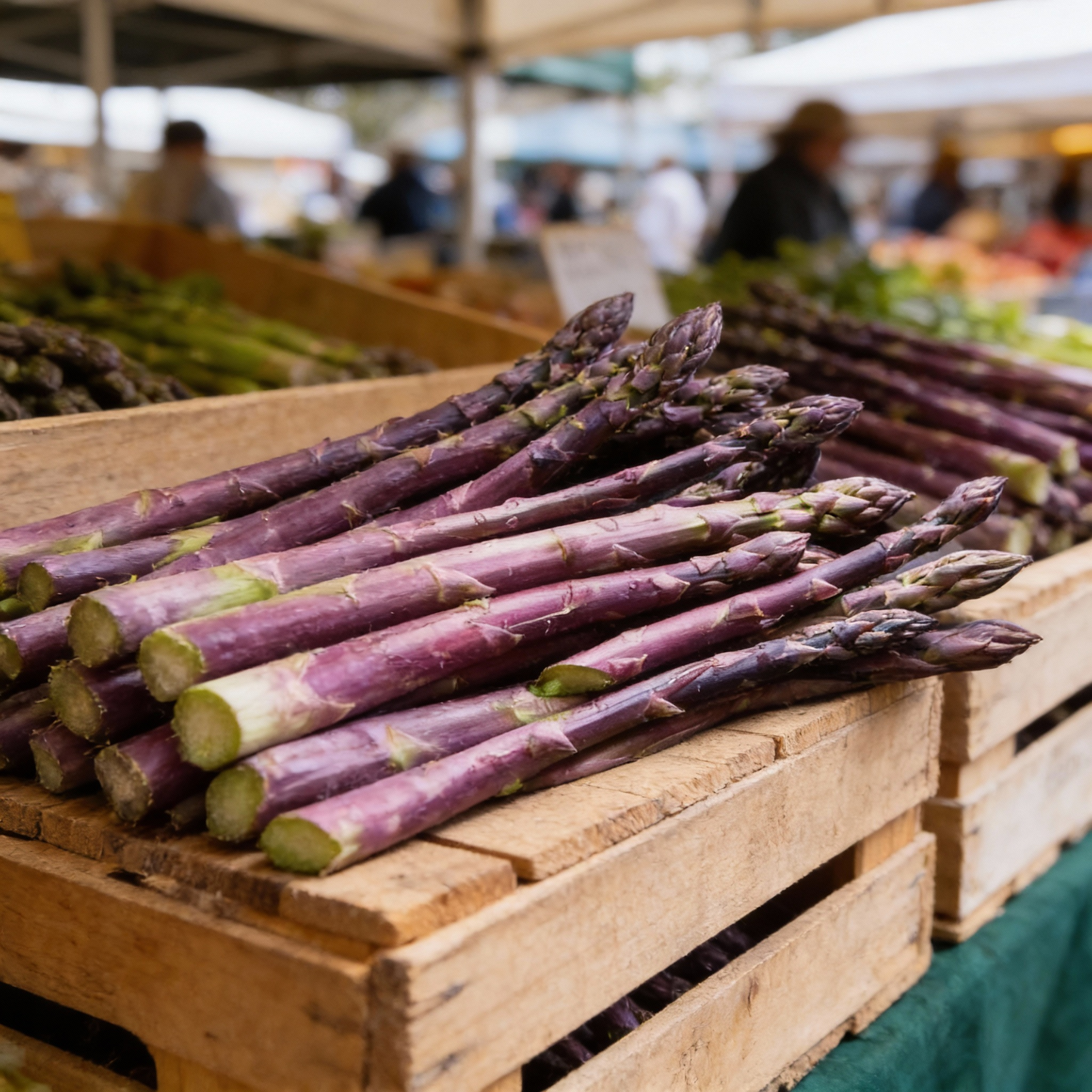 Purple Asparagus Seeds for Planting – Vegetable Seeds for Gardening