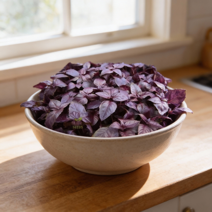 Dark Red Opal Basil Seeds – Deep Purple Aromatic Herb for Home Gardens