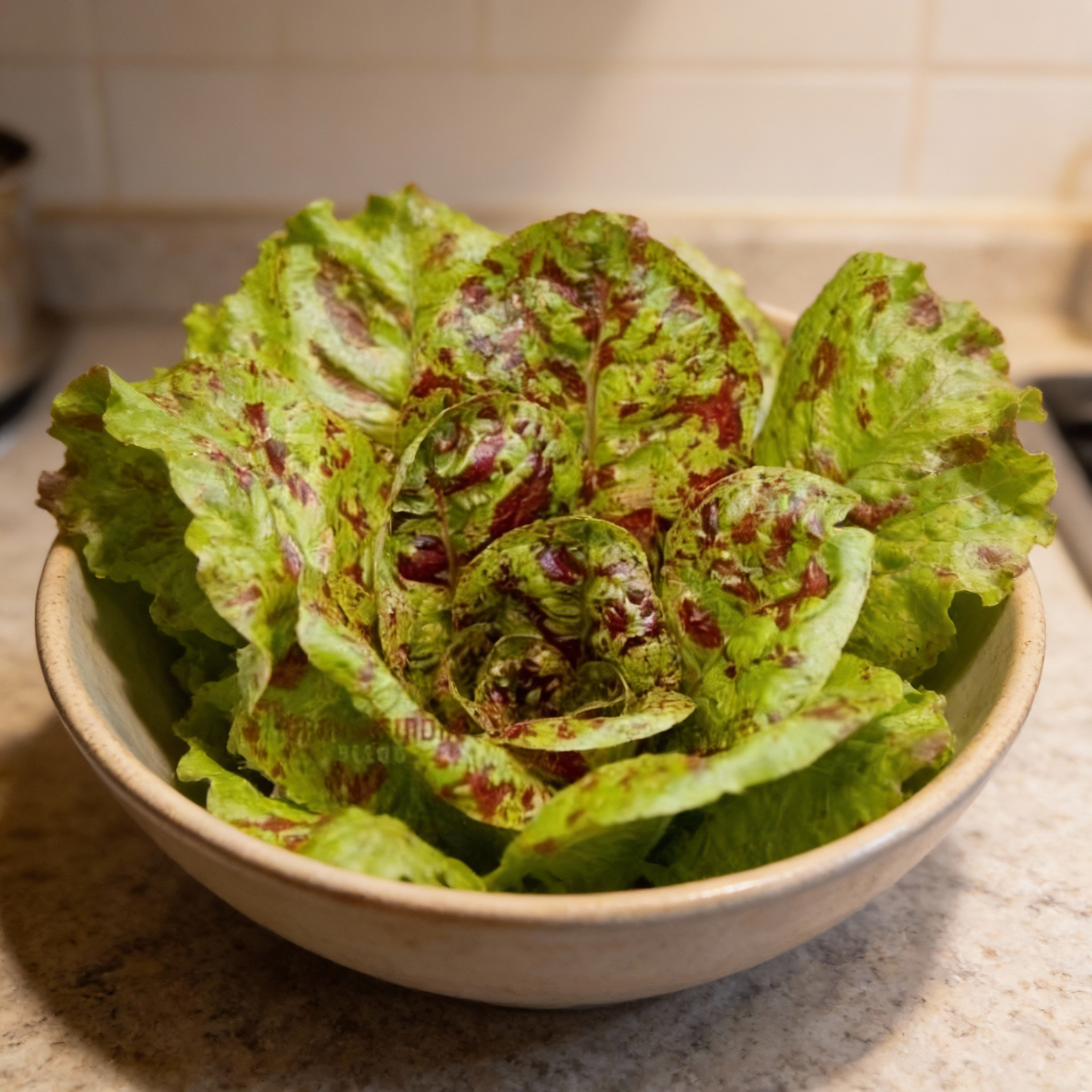 Lettuce Freckles Vegetable Seeds - Lettuce Seeds for Home Garden