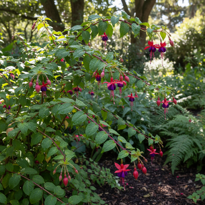 Fuchsia Magellanica Flower Seeds - Fuchsia Flower Seeds for Garden