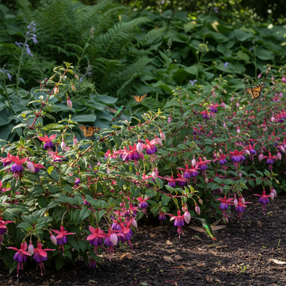 Fuchsia Magellanica Flower Seeds - Fuchsia Flower Seeds for Garden