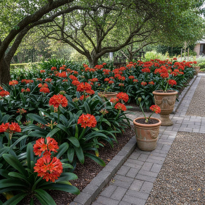 Clivia Flower Seeds for Planting – Evergreen Perennial Fragrant Cut Flowers for Home & Indoor Gardens