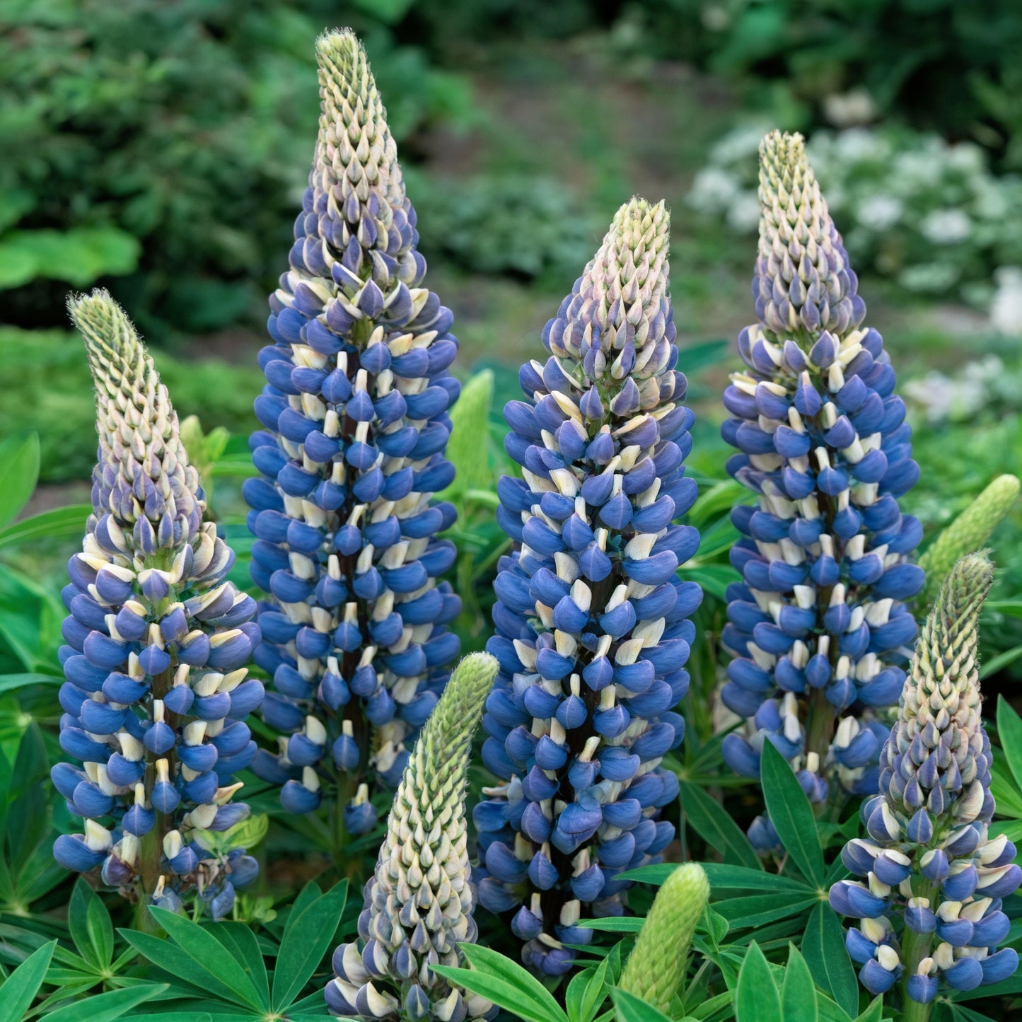 Lupin Russell The Governor Navy Blue Seeds for Garden Planting