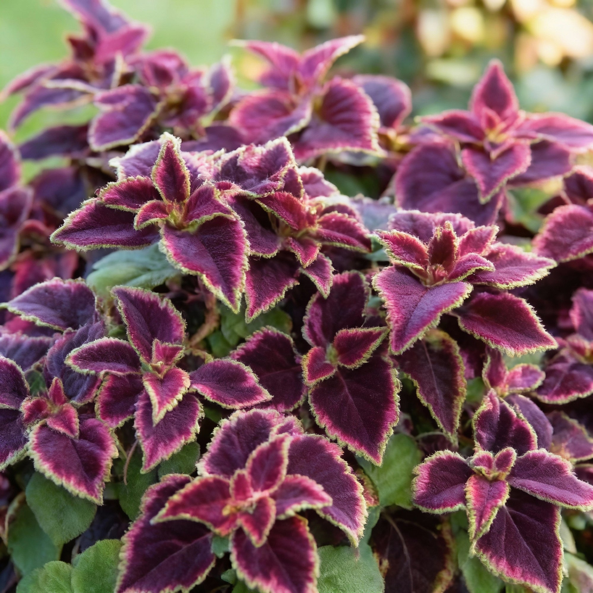 coleus-trailing-purple-seeds-for-garden-planting