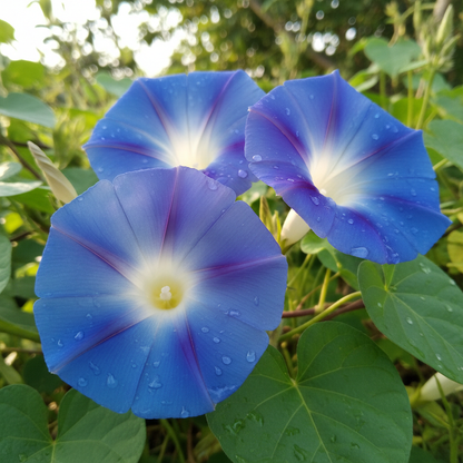 Morning Glory Heavenly Blue Flower Seeds - Sky Blue Climbing Flower Seeds for Garden