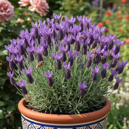 Spanish Lavender Seeds for Planting – Fragrant Perennial Herb for Garden & Pots