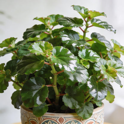 Pink and White Begonia Flower Seeds for Garden Planting