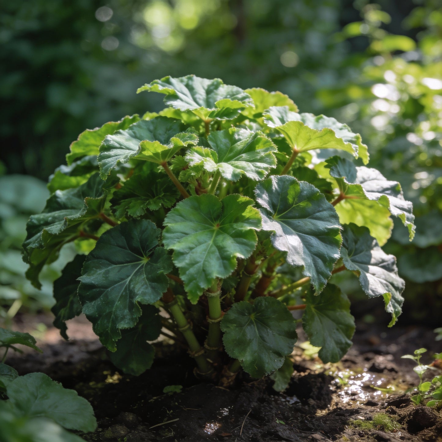 Chocolate Brown Begonia Flower Seeds for Garden Planting