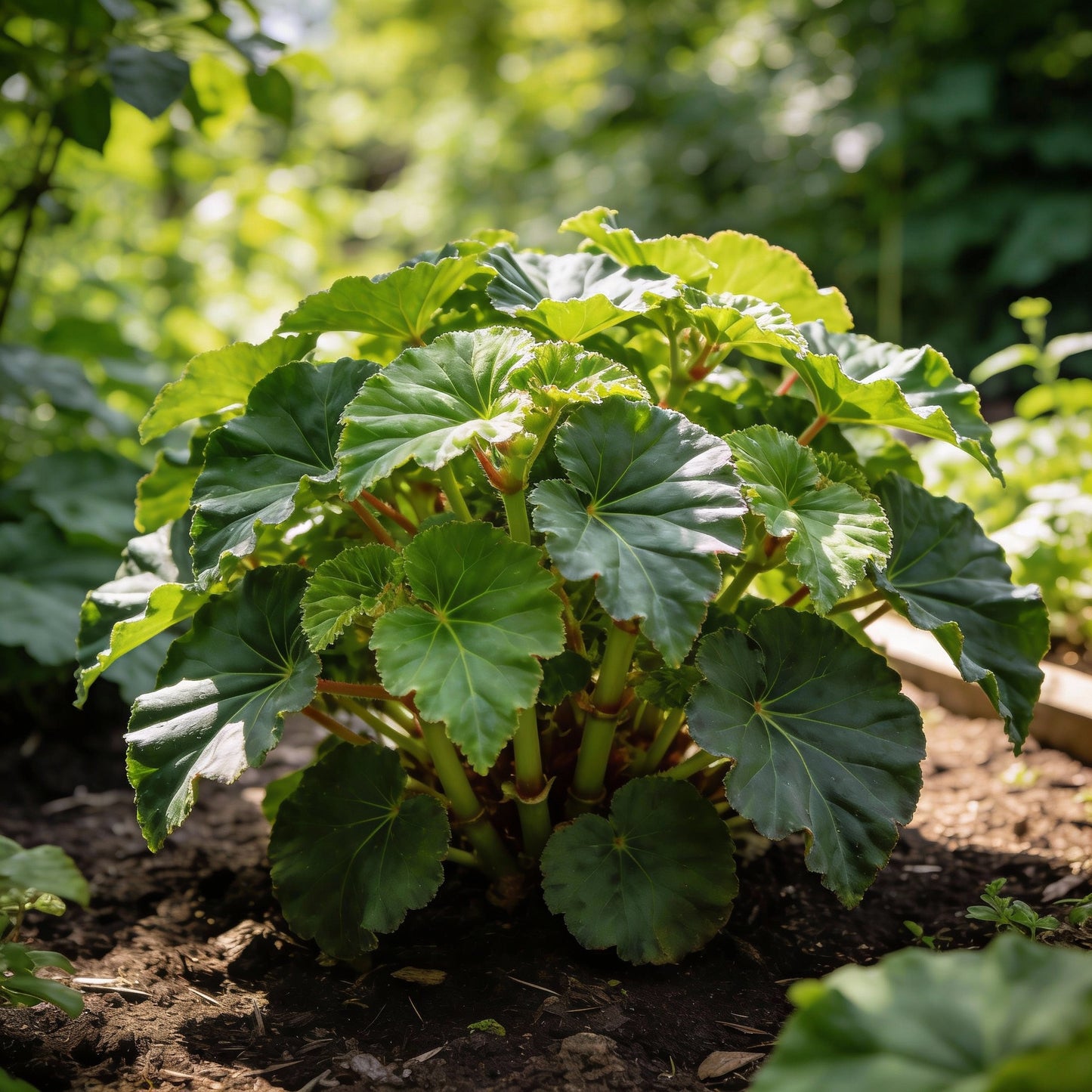 Dark Burgundy Begonia Flower Seeds for Garden Planting